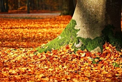 Herbst